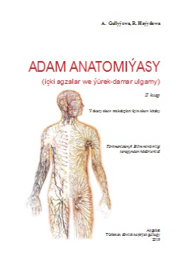 Adam anatomiýasy II